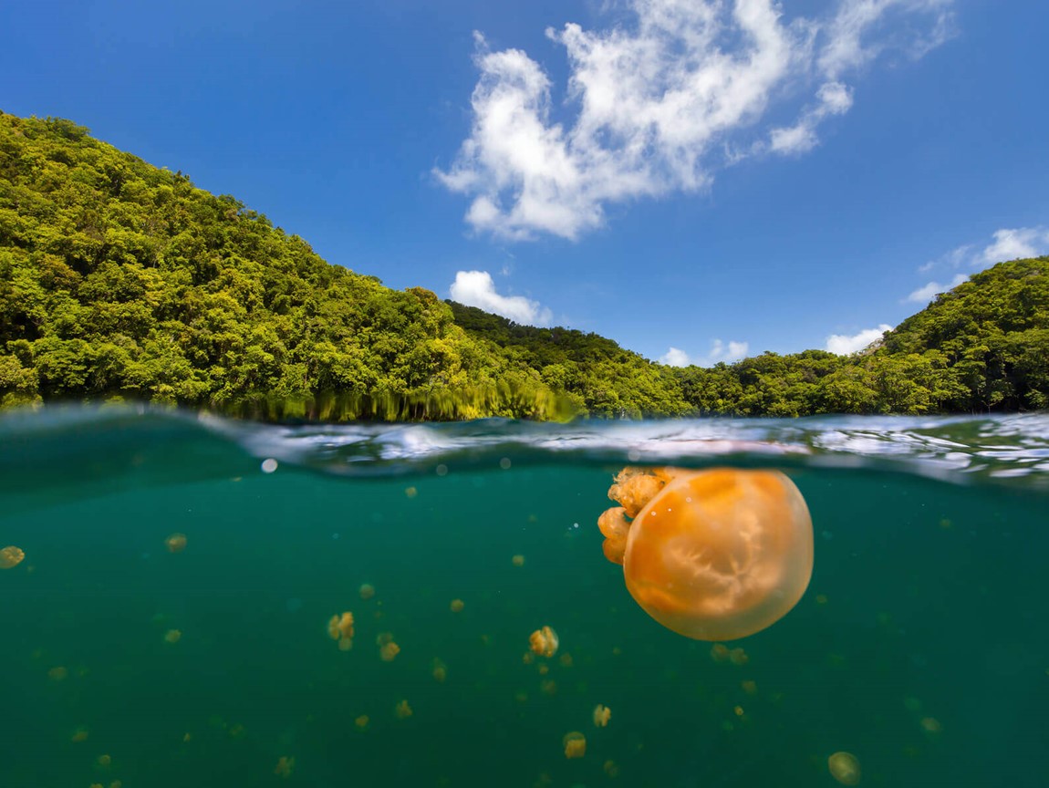 Misool Jellyfish Lake review Raja Ampat, Indonesia 2021 Edition